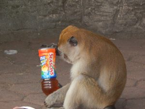 smart monkey opening bottle in kuala lumpur